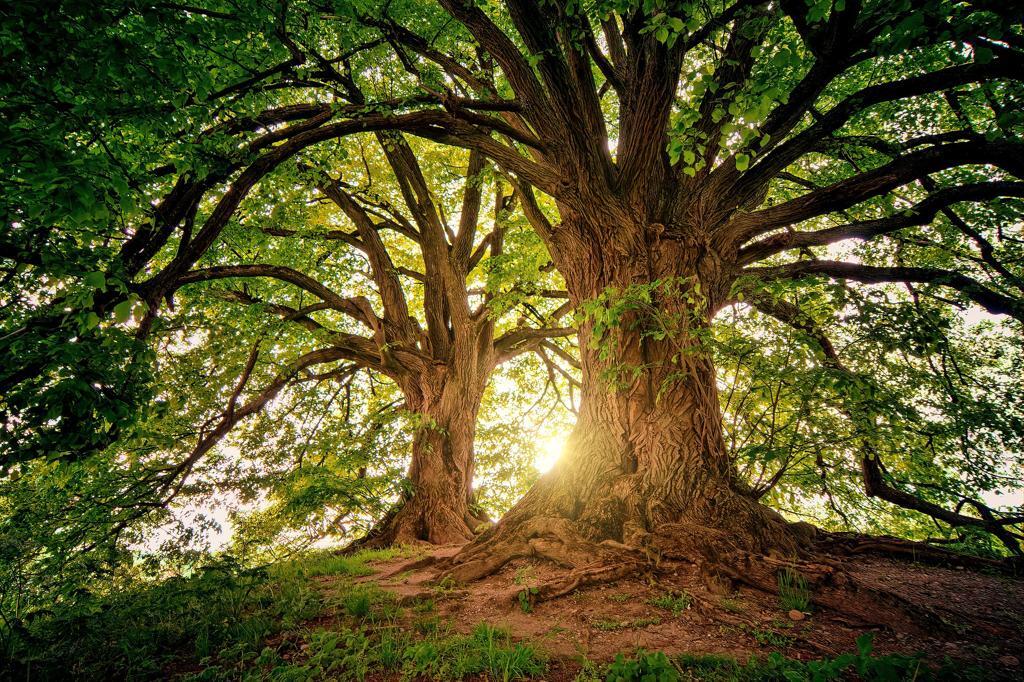 La sophrologie permet d'apporter le calme et le bien-être. Les balades en forêt permettent de retrouver une sensation de bien-être immédiat par la respiration.